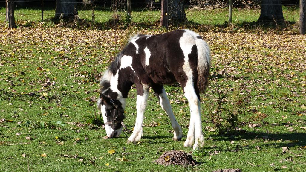 Gite Et Relais Equestre De Marie Tours-en-Vimeu ภายนอก รูปภาพ