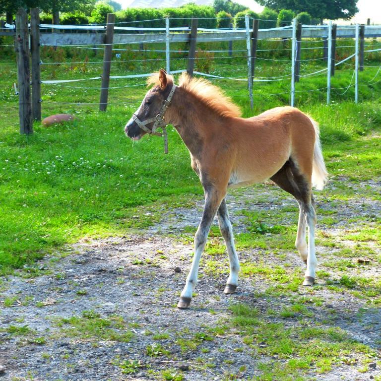 Gite Et Relais Equestre De Marie Tours-en-Vimeu ภายนอก รูปภาพ